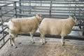 Reserve Champion Lambs Texel x-2